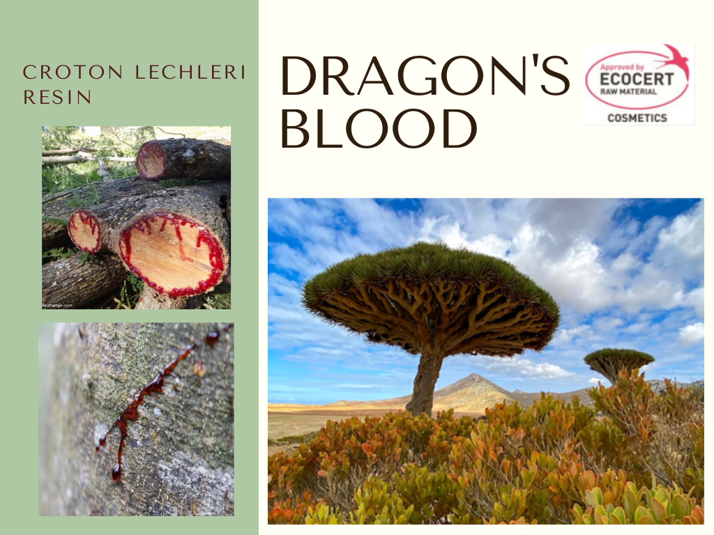 Dragon’s Blood สารสกัดจากยางไม้ต้นเลือดมังกร (Croton lechleri)  ช่วยลดเลือนริ้วรอย สมานบาดแผลและลดการอักเสบผิว